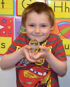 Spring Chicks are Back at St. David School