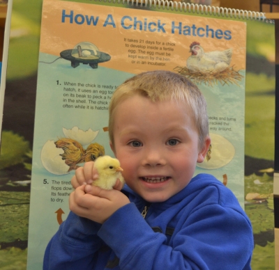 FDK Hatches Chicks